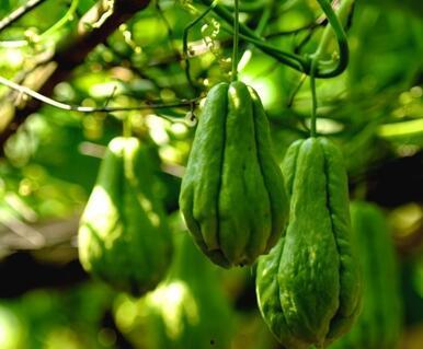 秋瓜老了怎么吃,探索老秋瓜的多样食用方法