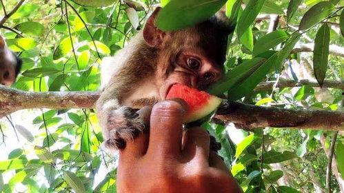 猴子吃瓜散文,猴王瓜园趣事录