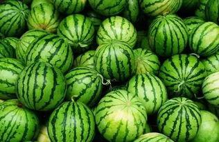 吃瓜共享群,揭秘网络社交圈的趣味与争议