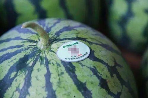 南汇吃瓜,探寻瓜农的甜蜜生活