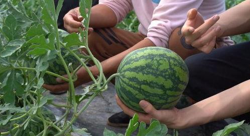 南汇吃瓜,探寻瓜农的甜蜜生活