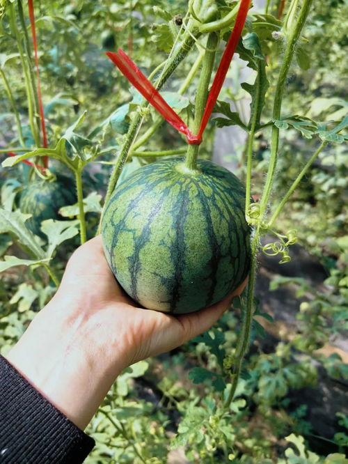 绿盟吃瓜,吃瓜群众眼中的网络安全“瓜王”