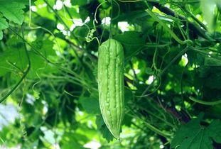 每天吃瓜的坏处,揭秘潜在健康隐患