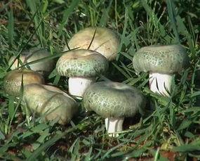 吃瓜小白菌在线,揭秘娱乐圈那些不为人知的幕后故事