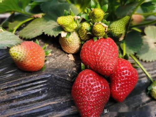 吃瓜的草莓,揭秘吃瓜者的甜蜜诱惑