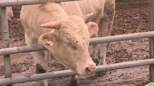 吃瓜的白牛,揭秘娱乐圈背后的那些事儿