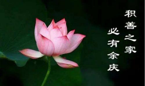 佛系吃瓜,轻松解读娱乐圈风云变幻