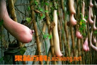 乳瓜可以和什么一起吃,营养美味两不误