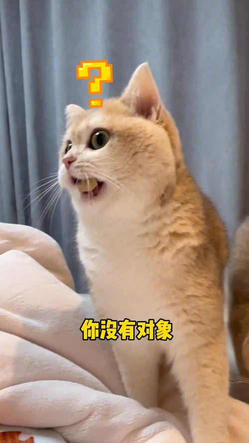 吃瓜猫壁纸