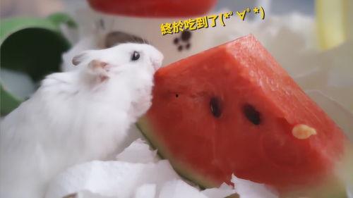 吃瓜的鼠类,揭秘鼠类社交新风尚