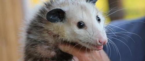 吃瓜的鼠类,揭秘鼠类社交新风尚