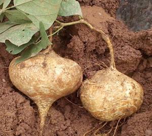 土瓜做吃的,家常美味新主张  第2张