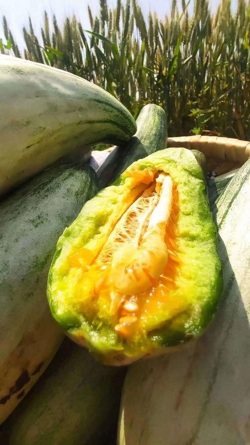 壁纸吃瓜视频  第2张