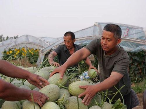 吴村本地吃瓜  第2张